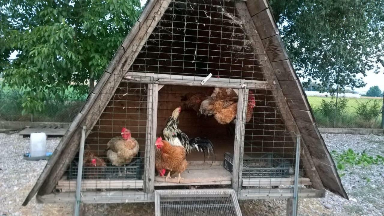 Agriturismo Cipolli E Podo Corte Carlini Mantova Exteriör bild